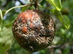 rotten apple