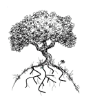 fruit tree roots
