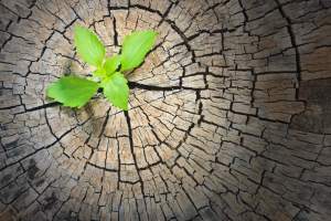 shutterstock_205490491_stump_sapling_1920x1280_39percent